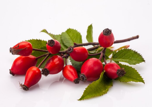 rosehip-extract-nufitech